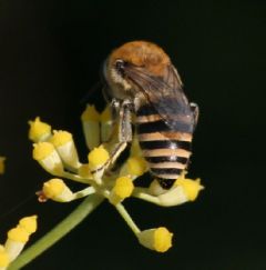 Apidae Colletinae